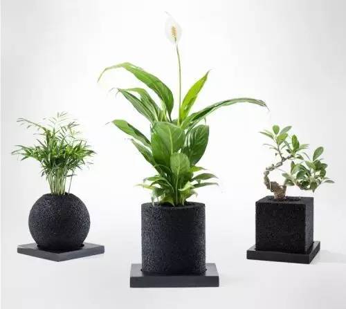 怎么除甲醛靠得牢？竹炭、植物成***“騙局”