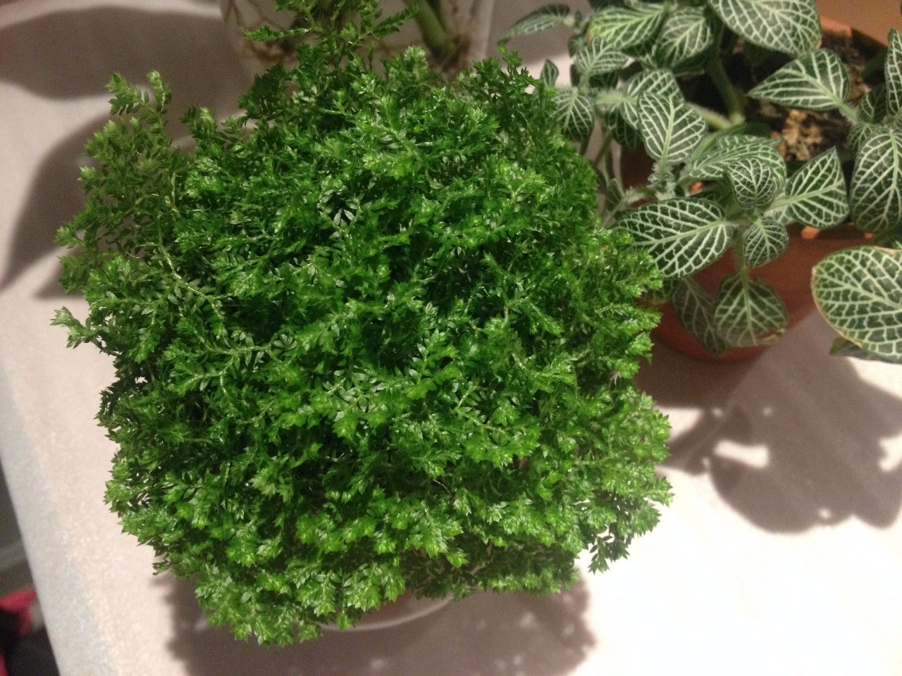 怎么除甲醛靠得牢？竹炭、植物成***“騙局”