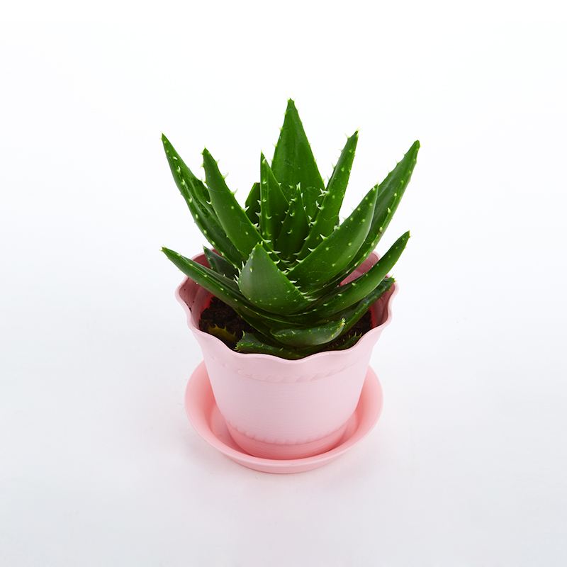 去除房間甲醛的植物有哪些？