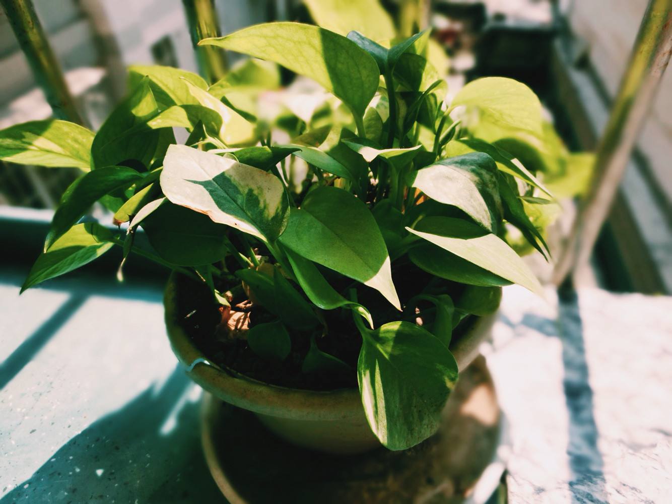 植物能治理甲醛嗎？科學使用植物很重要