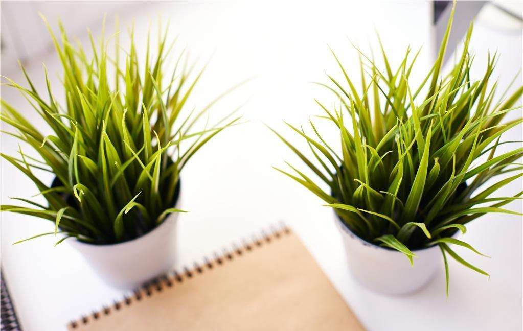 植物能治理甲醛嗎？科學使用植物很重要