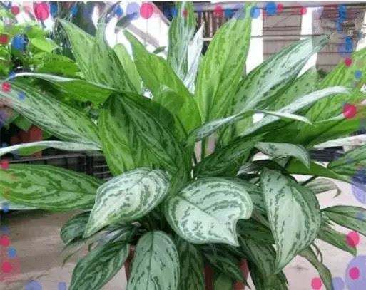 什么植物可以凈化空氣？