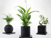 怎么除甲醛靠得牢？竹炭、植物成最大“騙局”