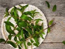 植物可以去甲醛嗎？甲醛治理原理是什么