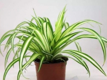 去除甲醛的綠植有哪些?你家里有嗎？