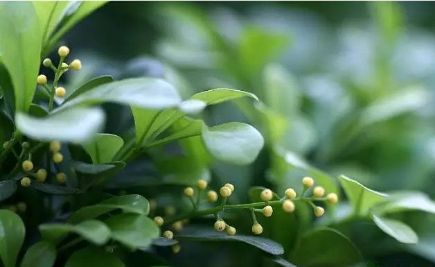 活性炭除甲醛有效嗎？
